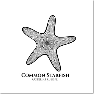 Common Starfish with Common and Latin Names - black and white Posters and Art